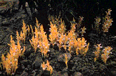 broomrape11.gif